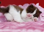 Zabava - British Shorthair Kitten For Sale - Brooklyn&comma; NY&comma; US