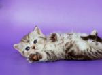 Sellena - British Shorthair Kitten For Sale - Brooklyn&comma; NY&comma; US