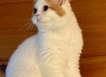 Fenix - Scottish Fold Kitten For Sale - Warwick&comma; NY&comma; US