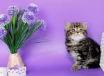 Sam - British Shorthair Kitten For Sale - Brooklyn&comma; NY&comma; US