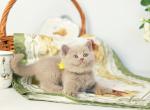 Jessika - British Shorthair Kitten For Sale - Brooklyn&comma; NY&comma; US