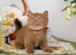 Jennifer Bri - British Shorthair Kitten For Sale - Brooklyn&comma; NY&comma; US