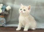 Barbara - British Shorthair Kitten For Sale - Brooklyn&comma; NY&comma; US