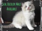 Green Boy - Ragdoll Kitten For Sale - Chalmette&comma; LA&comma; US