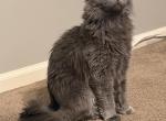 Luna - Nebelung Cat For Sale - Chalfont&comma; PA&comma; US