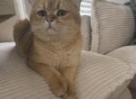 Pecas - British Shorthair Kitten For Sale - Rahway&comma; NJ&comma; US