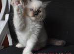 Red Boy - Ragdoll Kitten For Sale - Chalmette&comma; LA&comma; US