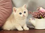 Billi - British Shorthair Kitten For Sale - Brooklyn&comma; NY&comma; US