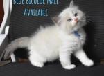 Blue Boy - Ragdoll Kitten For Sale - Chalmette&comma; LA&comma; US