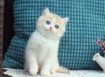 Aladin - British Shorthair Kitten For Sale - Brooklyn&comma; NY&comma; US