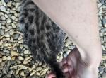 Spotted Bobtail With Curled Ears - Bengal Kitten For Sale - Cedar Springs&comma; MI&comma; US