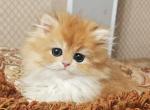 Zabava BHL - British Shorthair Kitten For Sale - Brooklyn&comma; NY&comma; US