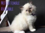 Purple Girl - Ragdoll Kitten For Sale - 