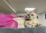 Sweetness & Jack's Cashmere and shorthaired litter - Bengal Kitten For Sale - 