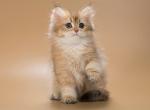 Emarald - British Shorthair Kitten For Sale - NY&comma; US