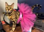 Paisley & Chow's Cashmere and shorthaired litter - Bengal Kitten For Sale - 