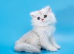 Daniel - British Shorthair Kitten For Sale - NY&comma; US