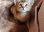 Franklin - Abyssinian Kitten For Sale - NY&comma; US