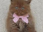 Urban Bri - British Shorthair Kitten For Sale - NY&comma; US