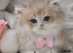 Elio - British Shorthair Kitten For Sale - NY&comma; US