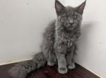 Female Blue - Maine Coon Kitten For Sale - 