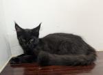 Beautiful Black Maine Coon - Maine Coon Kitten For Sale - La Belle&comma; FL&comma; US
