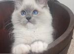 Indigo Ragdolls - Ragdoll Kitten For Sale - 