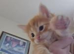 Oliver - Somali Kitten For Adoption - 