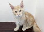 Red Silver Male - Maine Coon Kitten For Sale - 