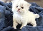 LIBRA - Siberian Kitten For Sale - Bonita Springs&comma; FL&comma; US