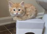 Olivia - Maine Coon Kitten For Sale - Greenville&comma; IN&comma; US