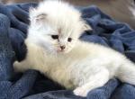 LUCKY - Siberian Kitten For Sale - Bonita Springs&comma; FL&comma; US