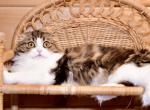 Duma - Scottish Fold Kitten For Sale - Warwick&comma; NY&comma; US