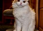 Cesar - Scottish Straight Kitten For Sale - 