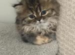 Halle - Persian Kitten For Sale - Fleming Island&comma; FL&comma; US