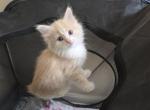Kreah - Maine Coon Kitten For Sale - Greenville&comma; IN&comma; US