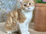 Iris - Scottish Straight Kitten For Sale - Warwick&comma; NY&comma; US