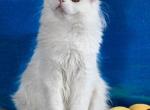 Charm - Scottish Straight Kitten For Sale - Warwick&comma; NY&comma; US
