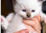 Cece baby - Ragdoll Kitten For Sale - Williamsport&comma; OH&comma; US