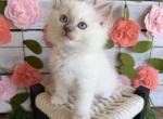Slushie - Ragdoll Kitten For Sale - FL&comma; US