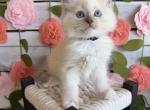 Gelato - Ragdoll Kitten For Sale - FL&comma; US