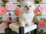 Bomb Pop - Ragdoll Kitten For Sale - FL&comma; US
