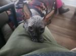 Weevil - Sphynx Kitten For Sale - Vineland&comma; NJ&comma; US
