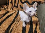 Luna - Bambino Kitten For Sale - Vineland&comma; NJ&comma; US