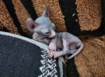 Mantis - Sphynx Kitten For Sale - Vineland&comma; NJ&comma; US