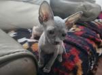 Atlas - Sphynx Kitten For Sale - Vineland&comma; NJ&comma; US