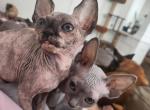 Cicada - Sphynx Kitten For Sale - Vineland&comma; NJ&comma; US