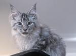 Thunder Polydactyl - Maine Coon Kitten For Sale - Renton&comma; WA&comma; US