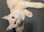 Axel - Maine Coon Kitten For Sale - Renton&comma; WA&comma; US