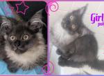 Eclipse Polydactyl - Maine Coon Kitten For Sale - Renton&comma; WA&comma; US